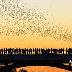 Austin Bat Tours