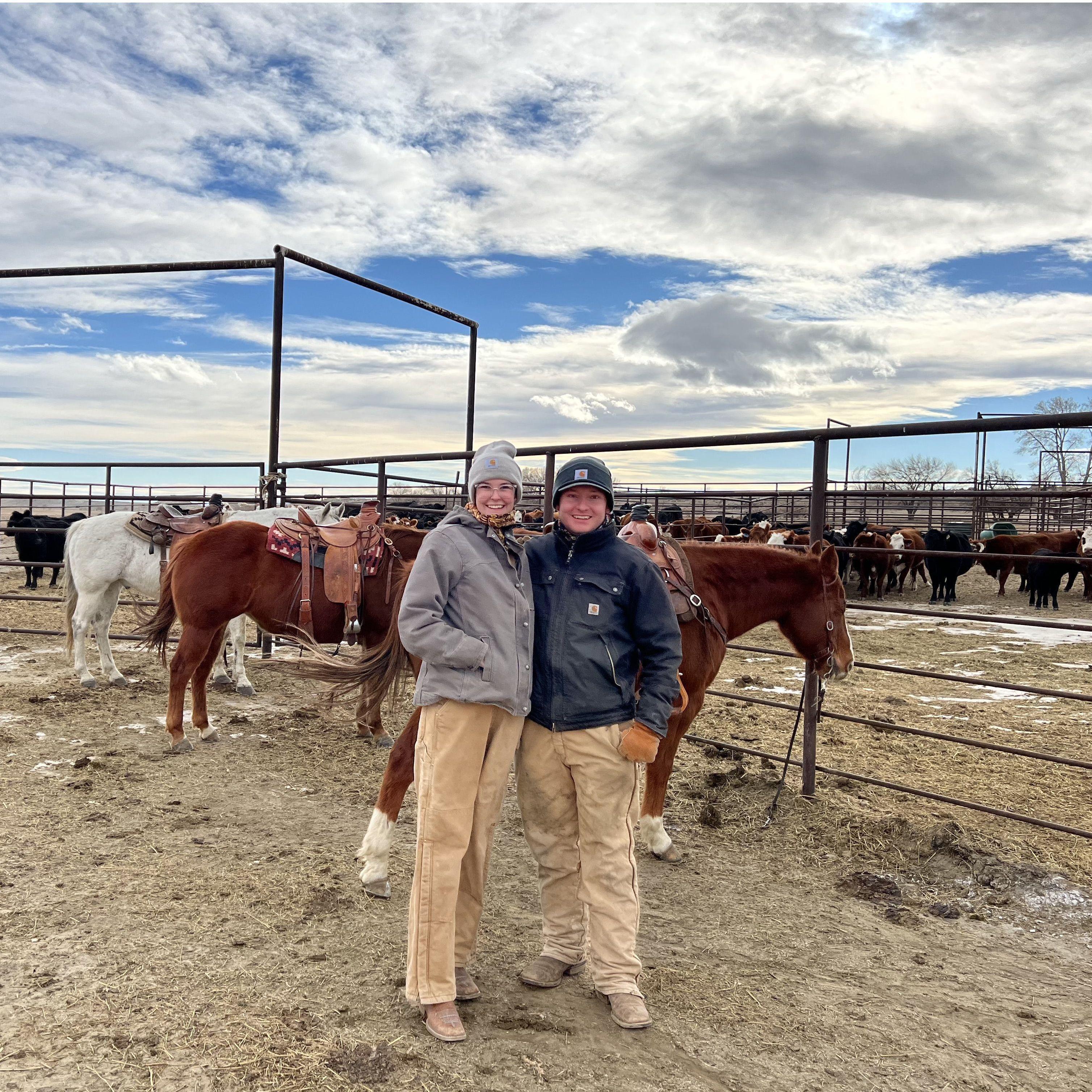 Working cows at Disneyland place WY- 2022