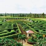Dole Pineapple Plantation