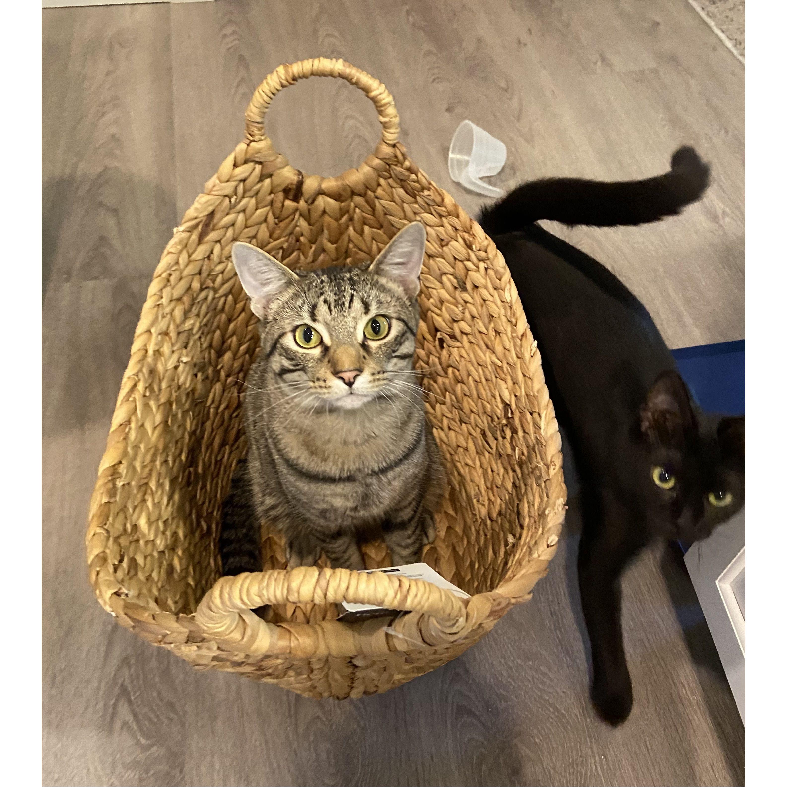 when the cats were just little babies!