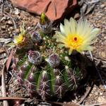 Apache Wash Trail Head