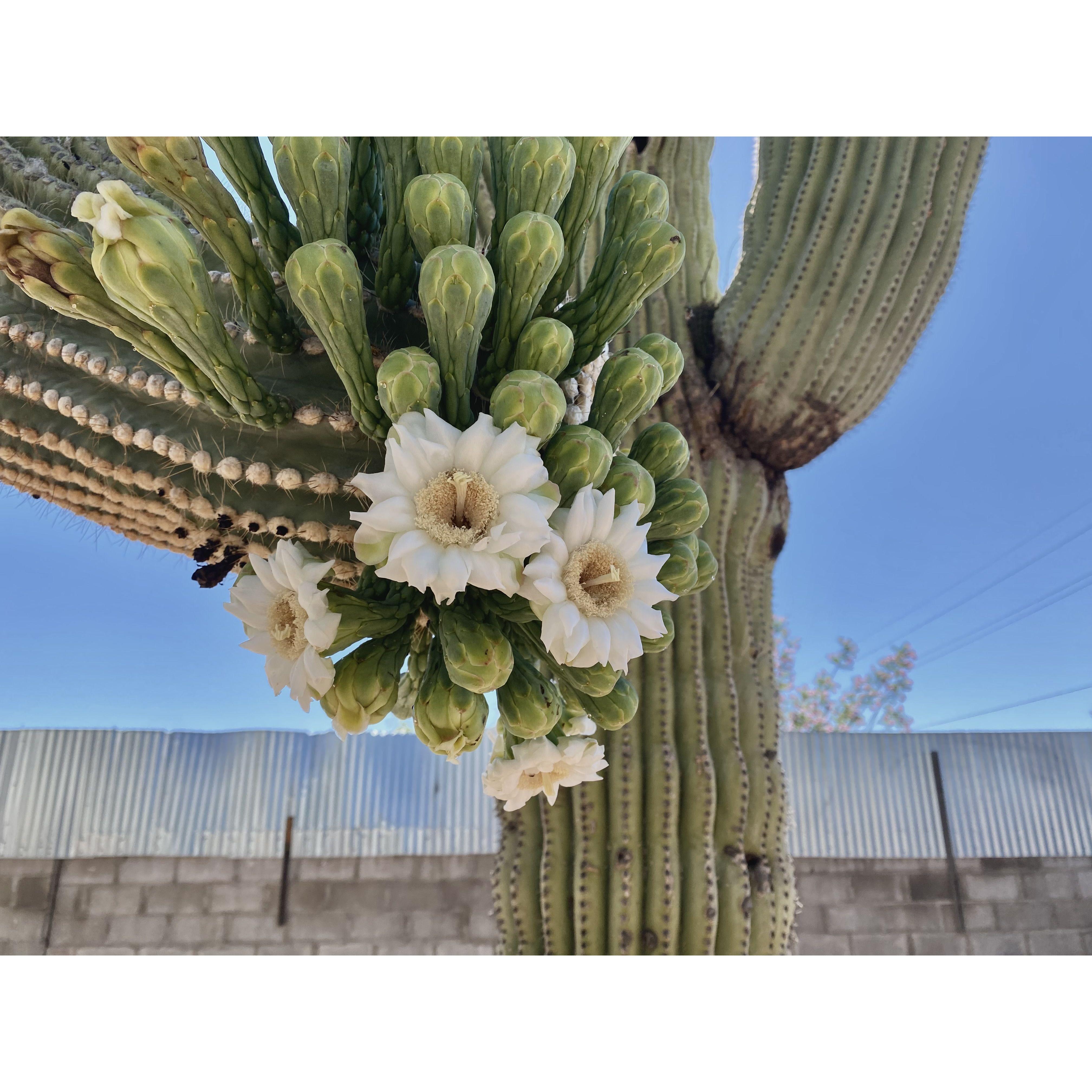 Cactus blooms