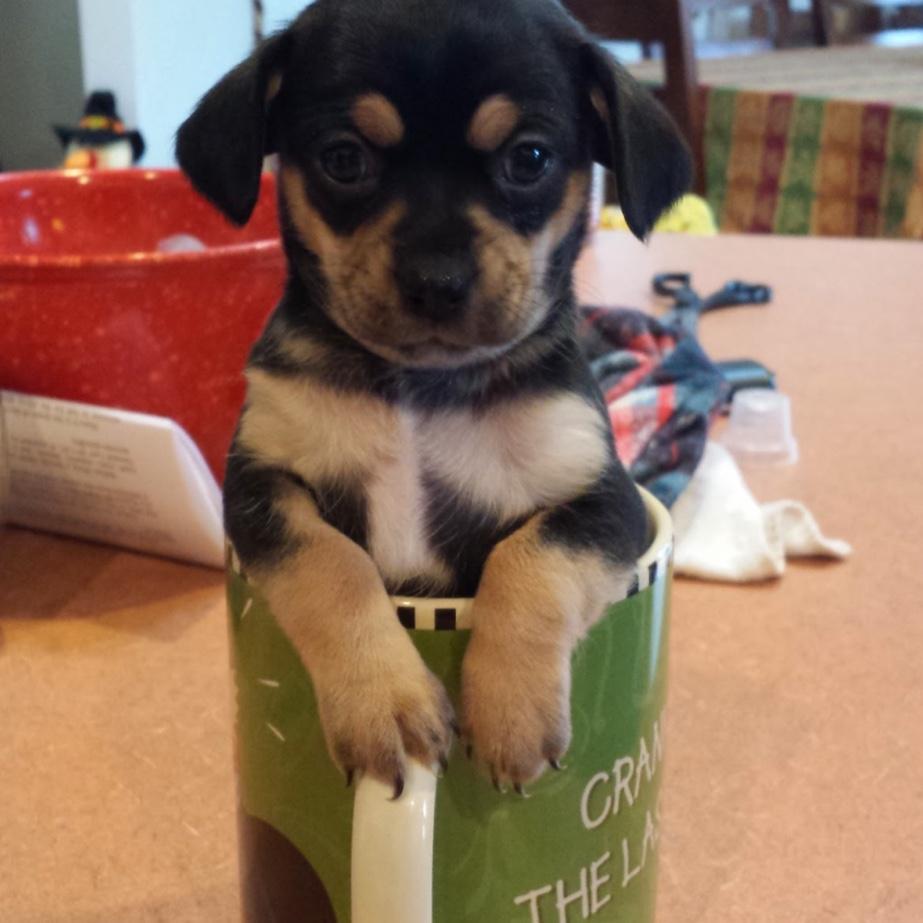 Yes, she fit in a oversized mug ♥️