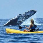 Ocean Kayaking (Whale Watching)