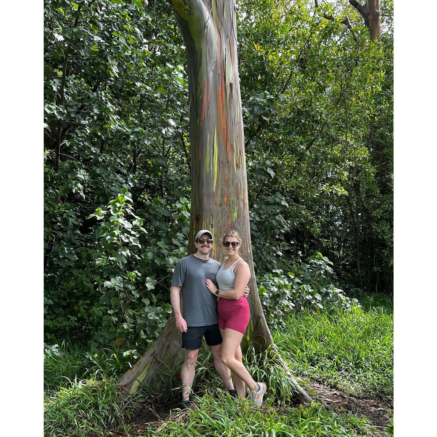 Rainbow Eucalyptus tree in Maui