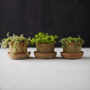 Earth Fired Clay Mini Pot + Saucer, Set of 3