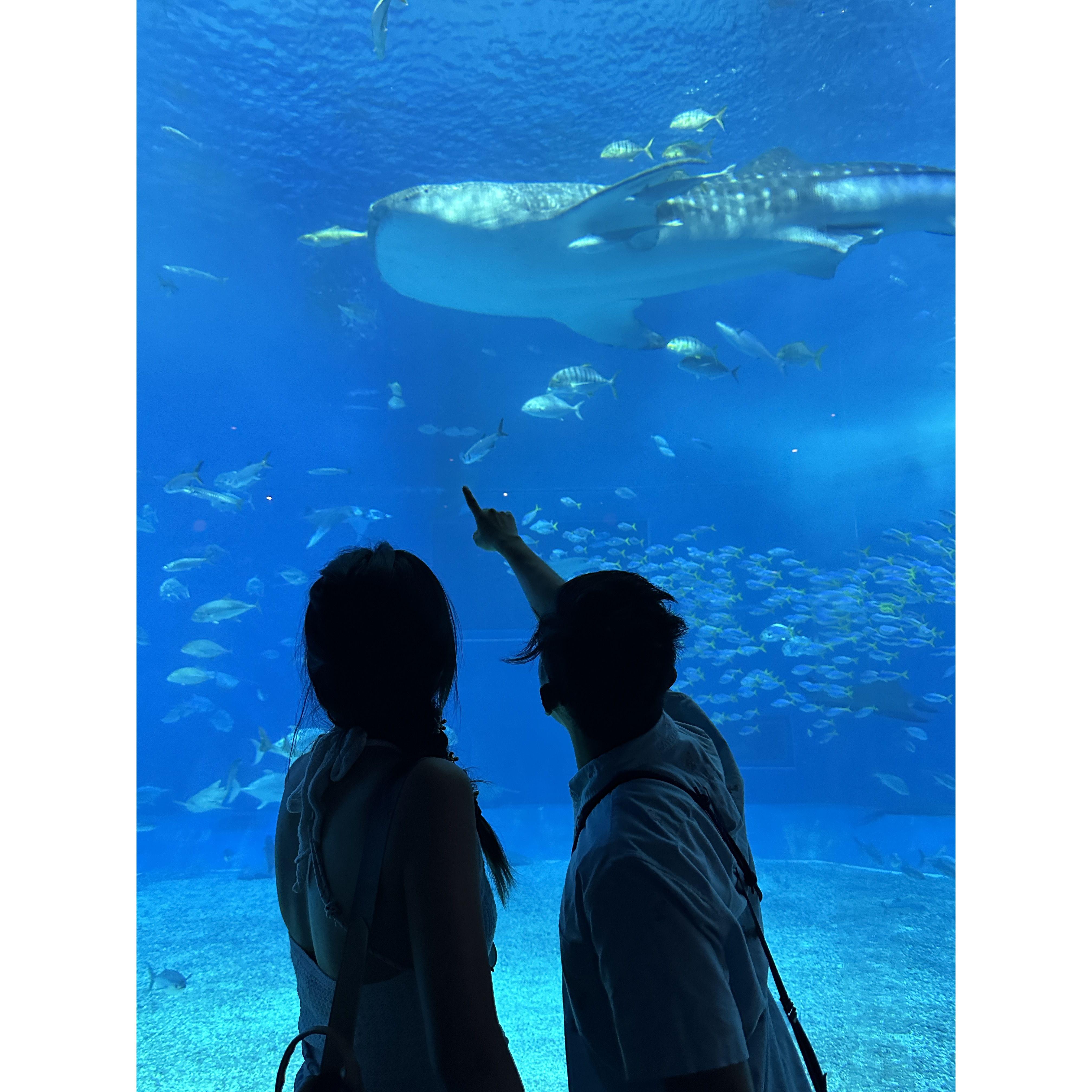 [2023-10] We love fish—especially sashimi.