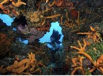Scuba diving tour & deep sea fishing