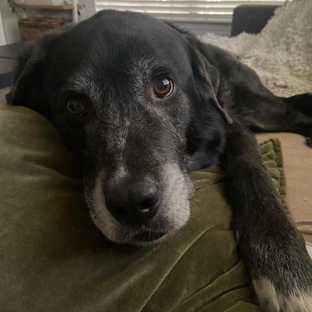 Year's Supply Of Pet Treats