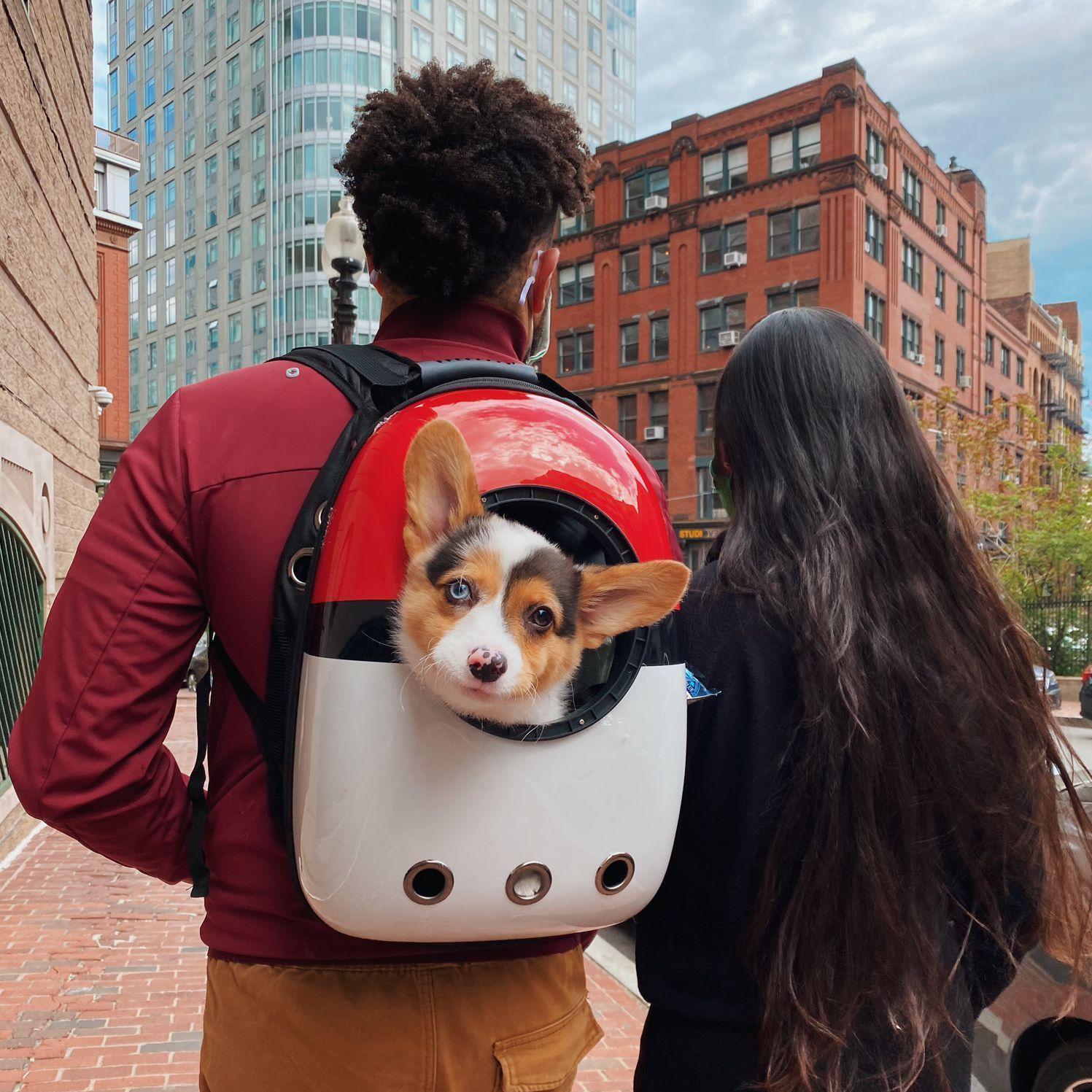 2021: Nandor becomes part of our family!