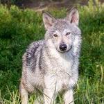 Alaska Wildlife Conservation Center