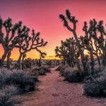 Joshua Tree National Park