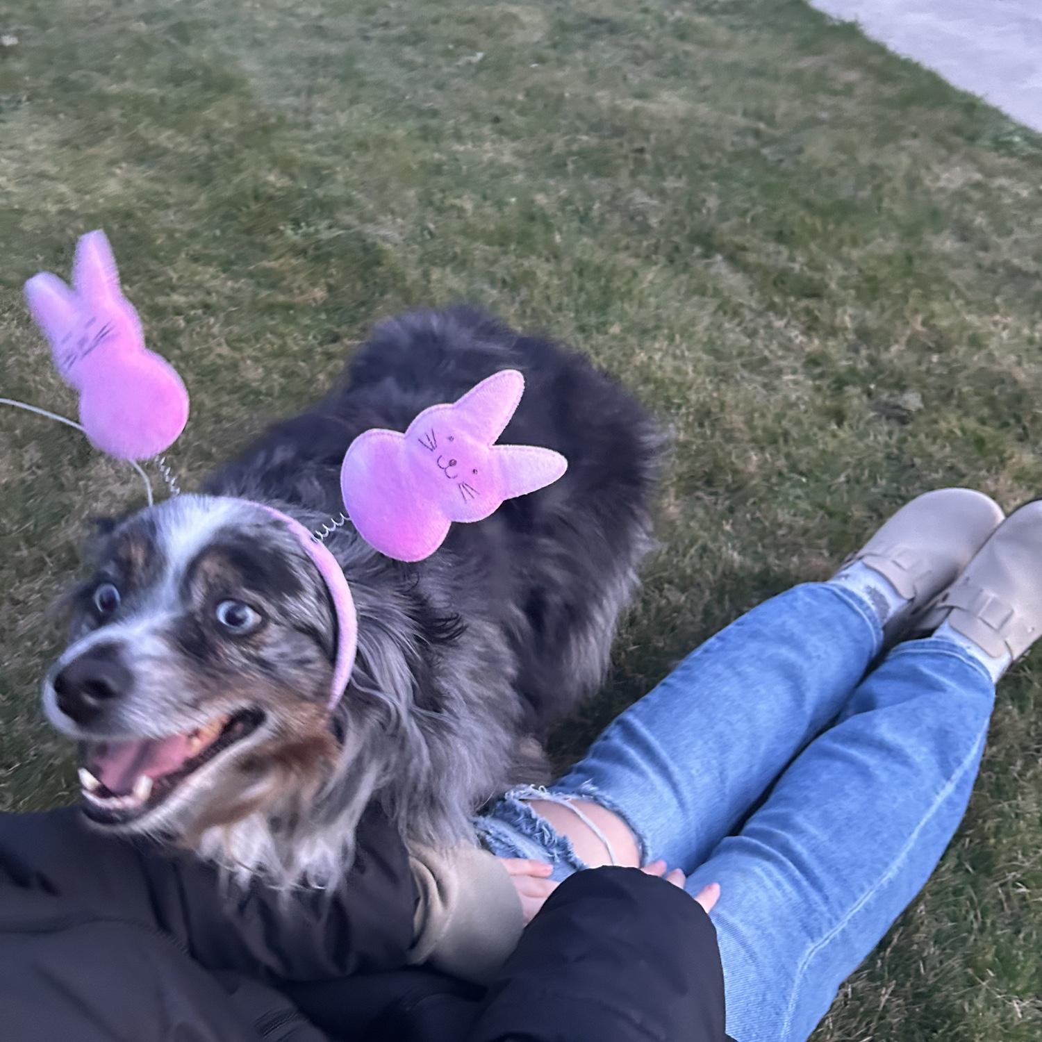 Our fur baby Suede celebrating Easter