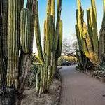 Desert Botanical Garden