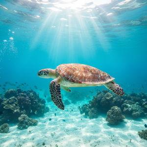 Snorkel with Sea Turtles in Waikiki for 2