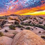 Joshua Tree National Park