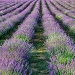 Pelindaba Lavender Farm