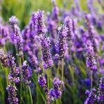 Blooming Hill Lavender Farm