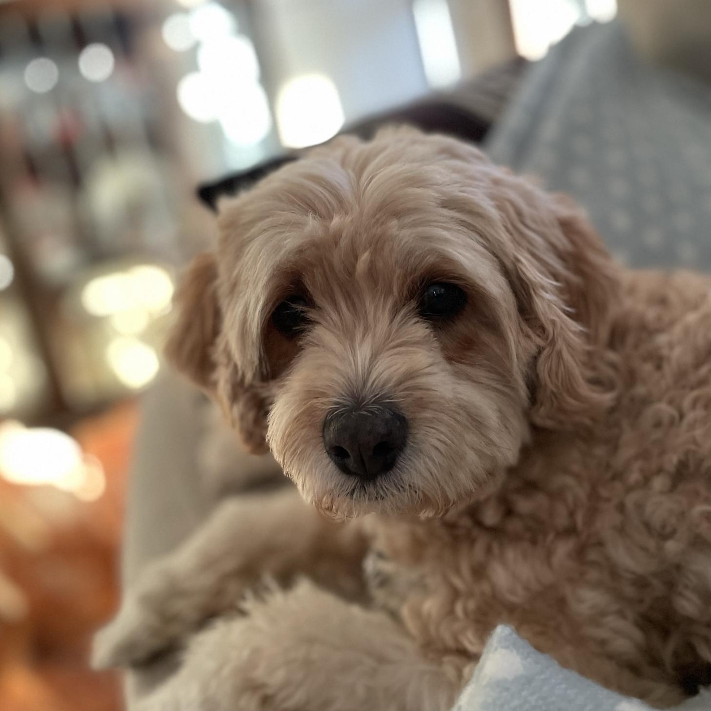 Preeti’s Puppy Fund