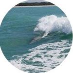 Sea Screamers of Clearwater