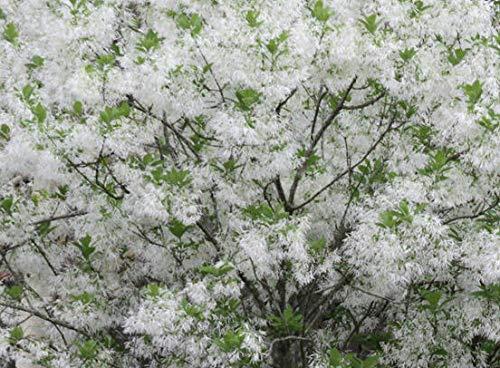 White Fringe Tree Chionanthus virginicusa - Heavy - Established - Roots - One Quart Potted Plant by Growers Solution