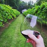 Trillium Vineyard, LLC