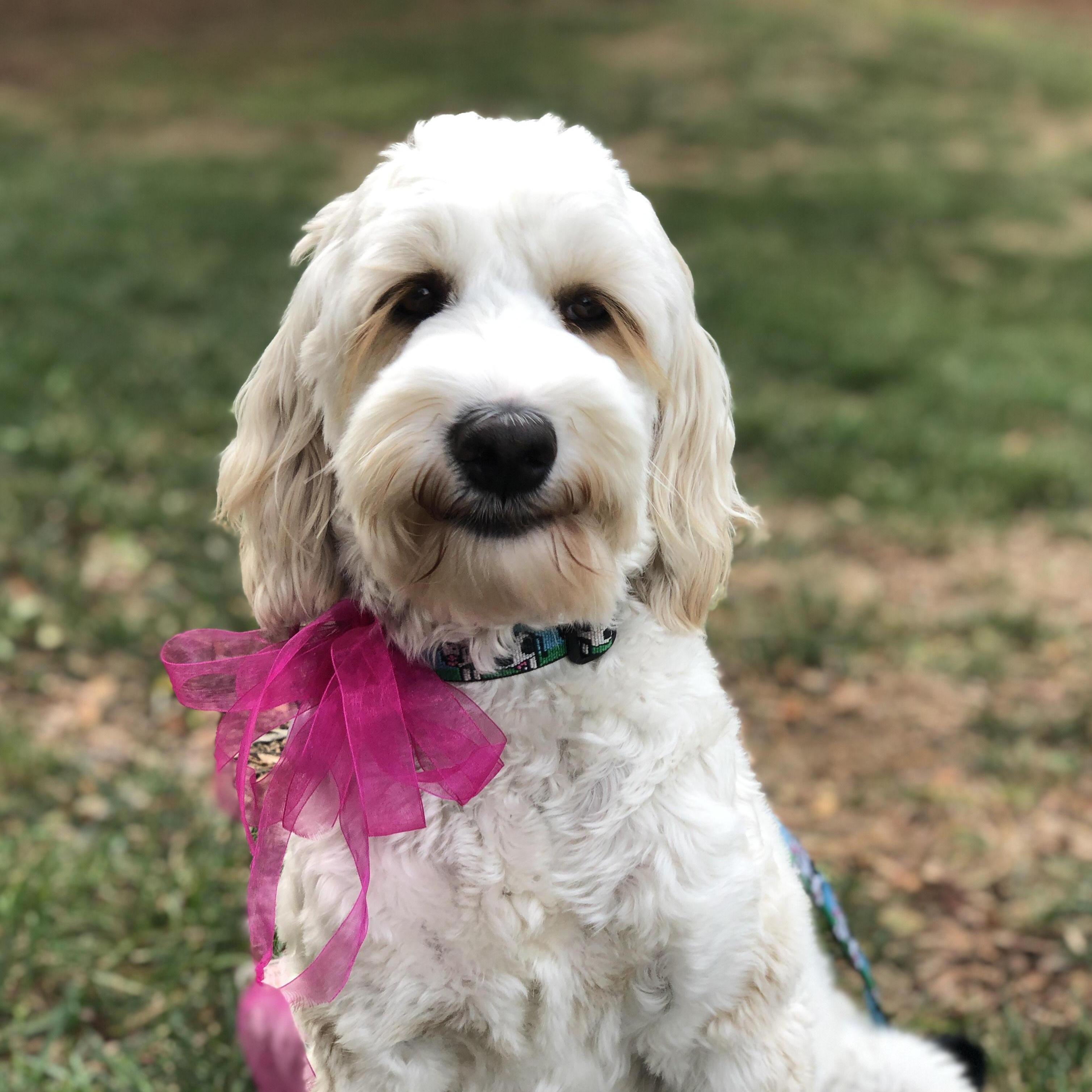 Beautiful Farley dressed for Breast Cancer Awareness Day