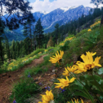 Take a Hike