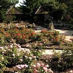 Clare and Miles Mills Rose Garden