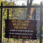 Mulholland Wildflower Preserve