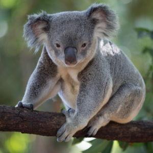 Visit to a Koala Sanctuary