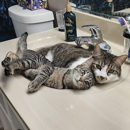 Our roommates, Winston and Penny!