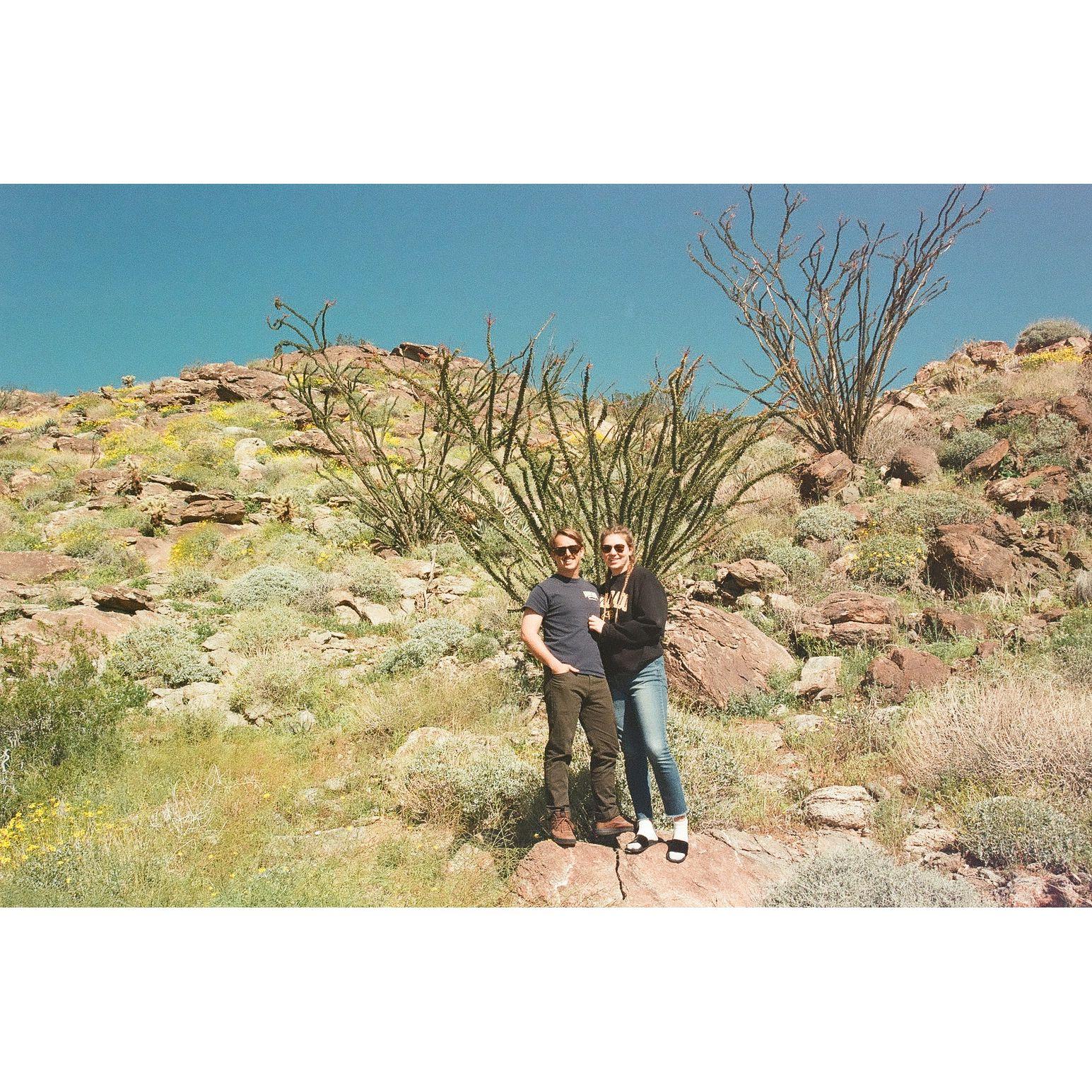 Anza Borrego trips and the ocotillo cactus!