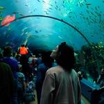 Georgia Aquarium