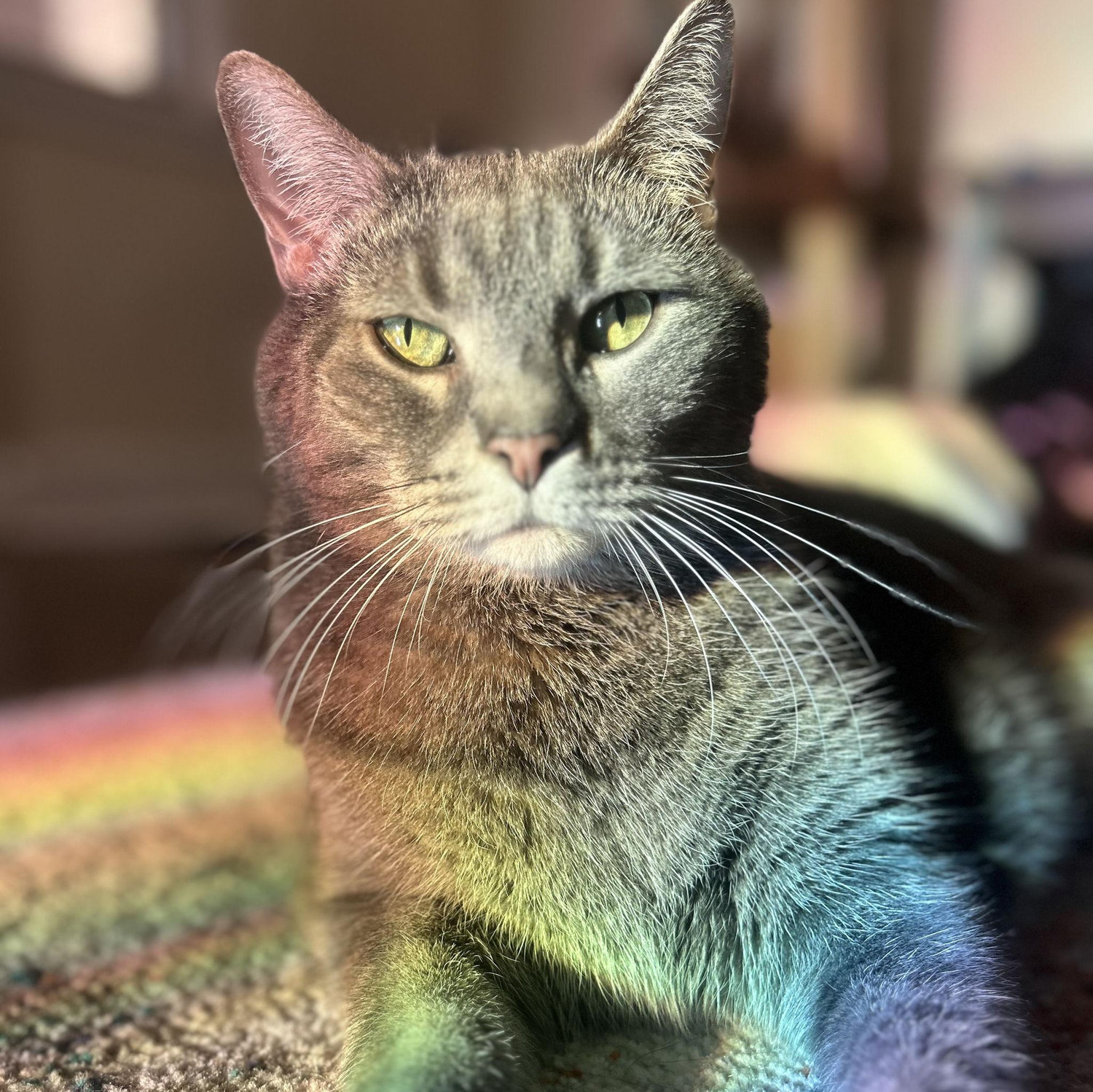 Our cat Eli