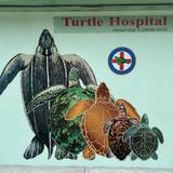 Turtle Hospital