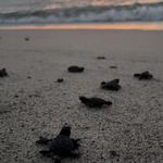 Baby Sea Turtle Release