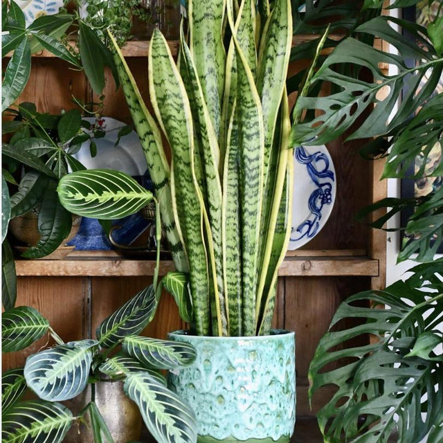 Indoor Plant Fund