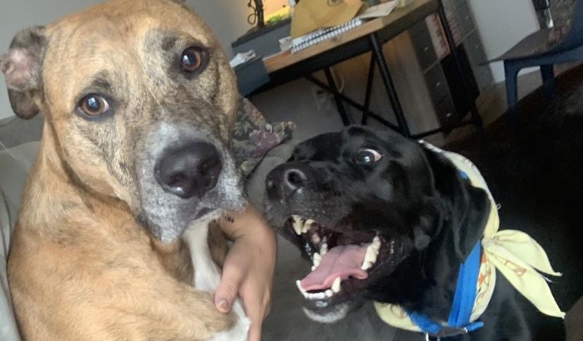 The Wedding Website of Lindsay Herron and Jacob Presnell