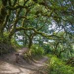 Windy Hill Open Space Preserve