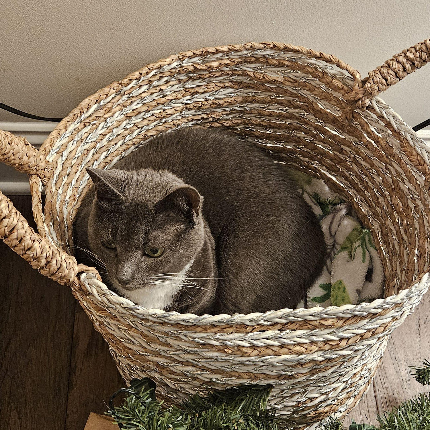 Luna hiding from her brother and sister!