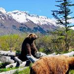 Alaska Wildlife Conservation Center