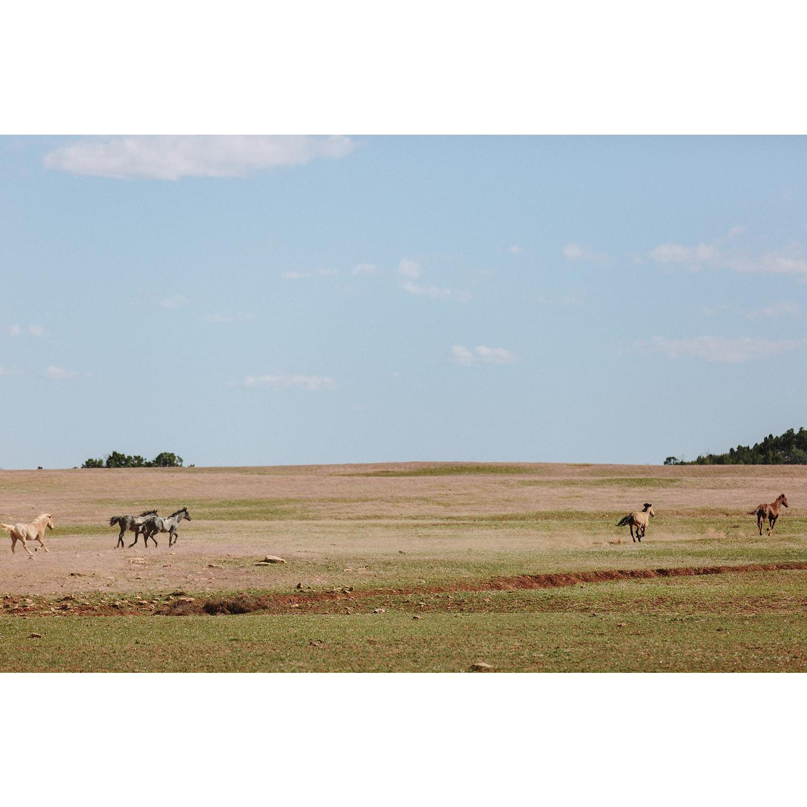 Some "buckin broncs" that were headed right for us during our ride. We got to watch Bills show off his cowboy skills wrangling them.