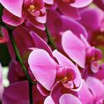 Atlanta Botanical Gardens