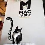 Mac Tabby Cat Cafe