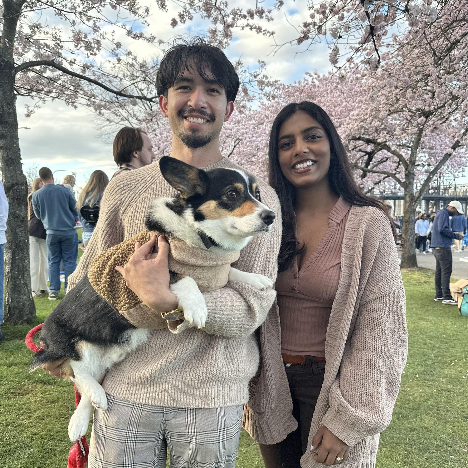 Cherry Blossom
