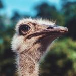 Big Joel's Safari Petting Zoo & Educational Park