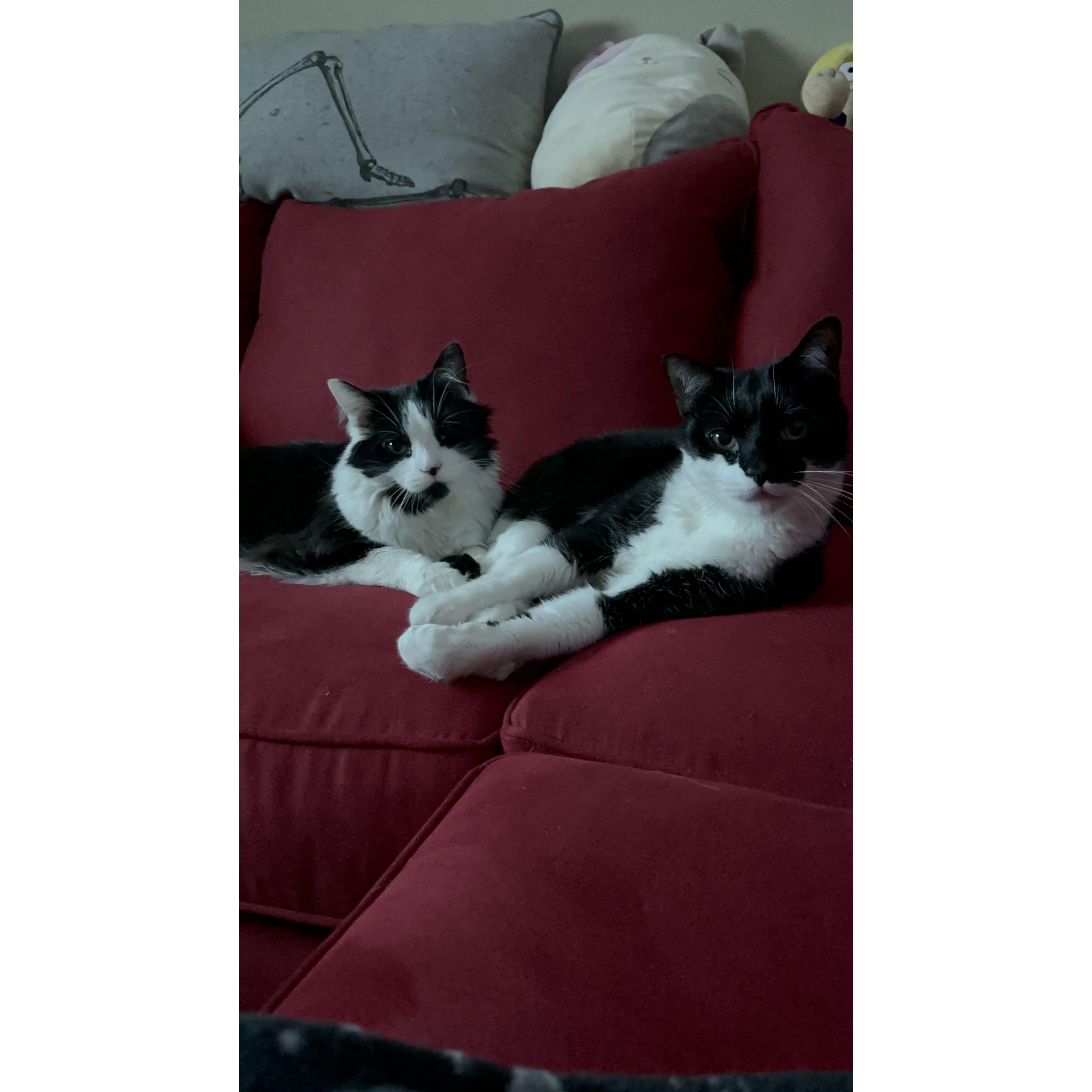 Oz and QiQi
