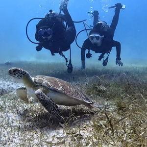 Scuba On Our Honeymoon