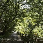 Wissahickon Trail